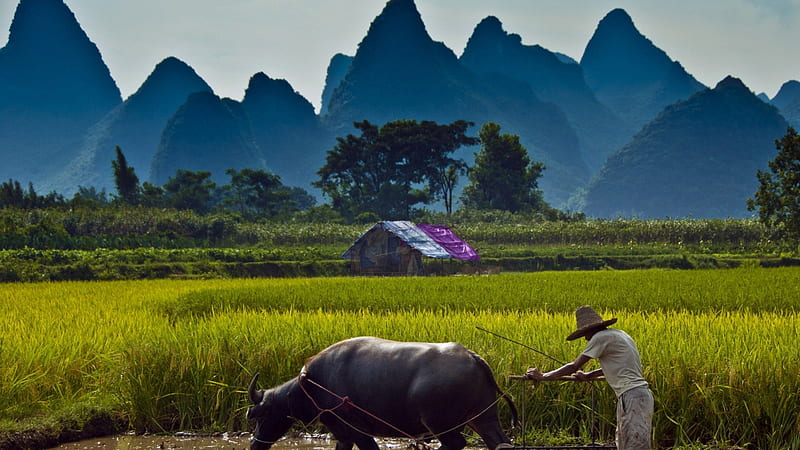 man plowing rice fields with a buffalo, rice, hut, plowing, mountains, buffalo, man, valley, HD wallpaper