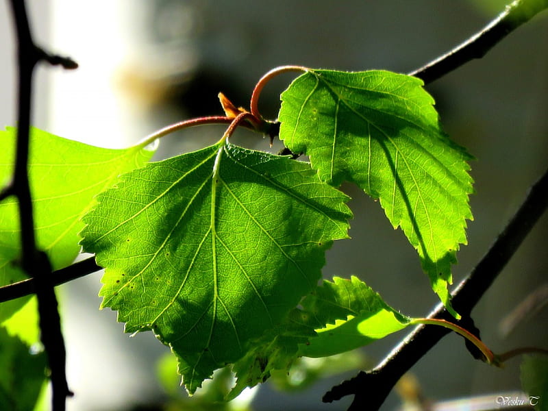 Birch, summer, leaves, spring, HD wallpaper