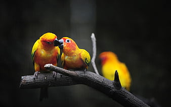 Lovebirds, HD Wallpaper | Peakpx