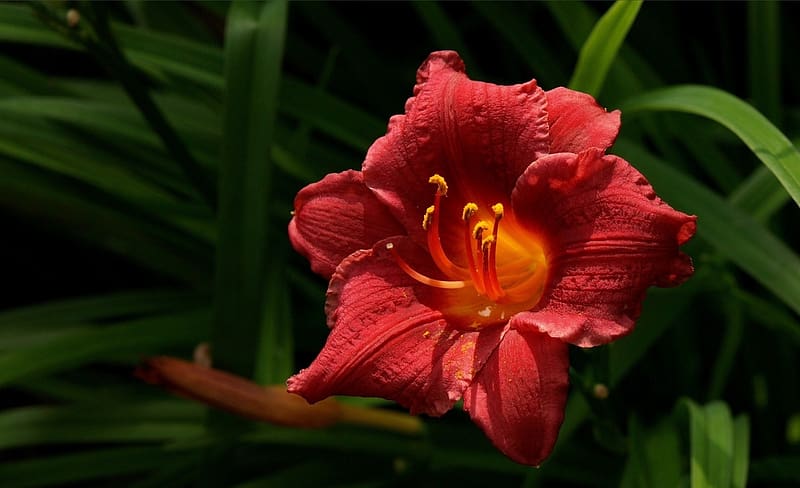 Flowers, Flower, Earth, Lily, Red Flower, Daylily, HD wallpaper