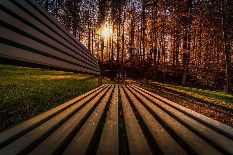 Trees Sunbeams View Bench , sunbeam, nature, trees, forest, bench, HD wallpaper