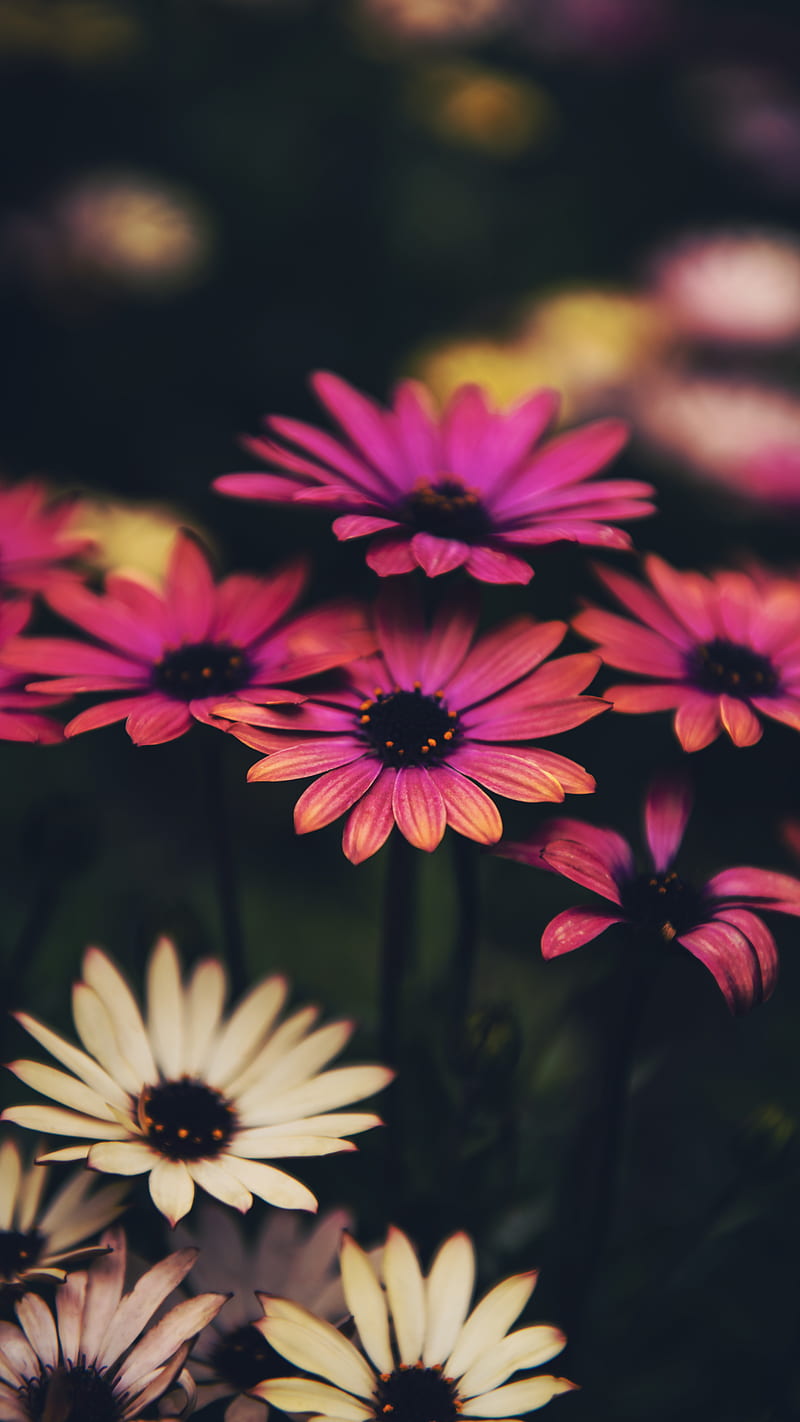 Pink Daisy Flowers , nature, flower, plant, HD phone wallpaper
