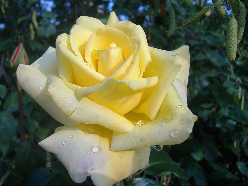 BUTTER YELLOW BEAUTY, perfection, flowers, gardens, bonito, roses, HD wallpaper