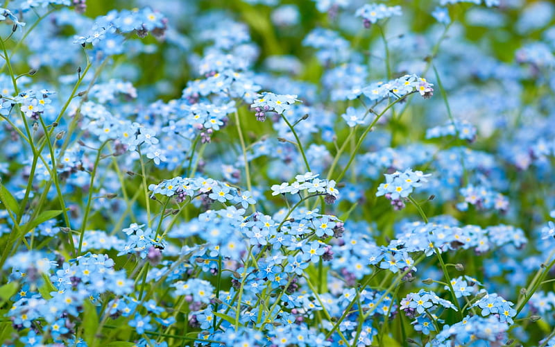 Campo de nomeolvides, flores, naturaleza, campos, nomeolvides, azul, Fondo  de pantalla HD | Peakpx