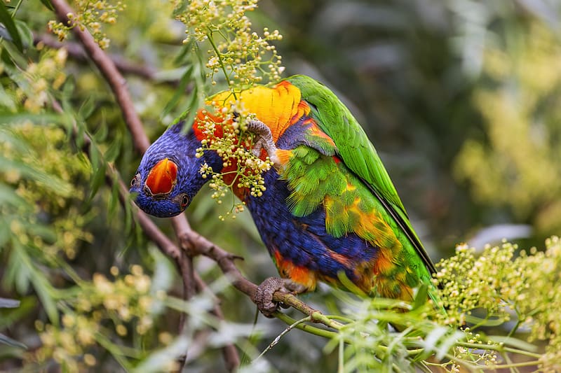 rainbow lorikeet, parrot, funny, bright, bird, branch, HD wallpaper