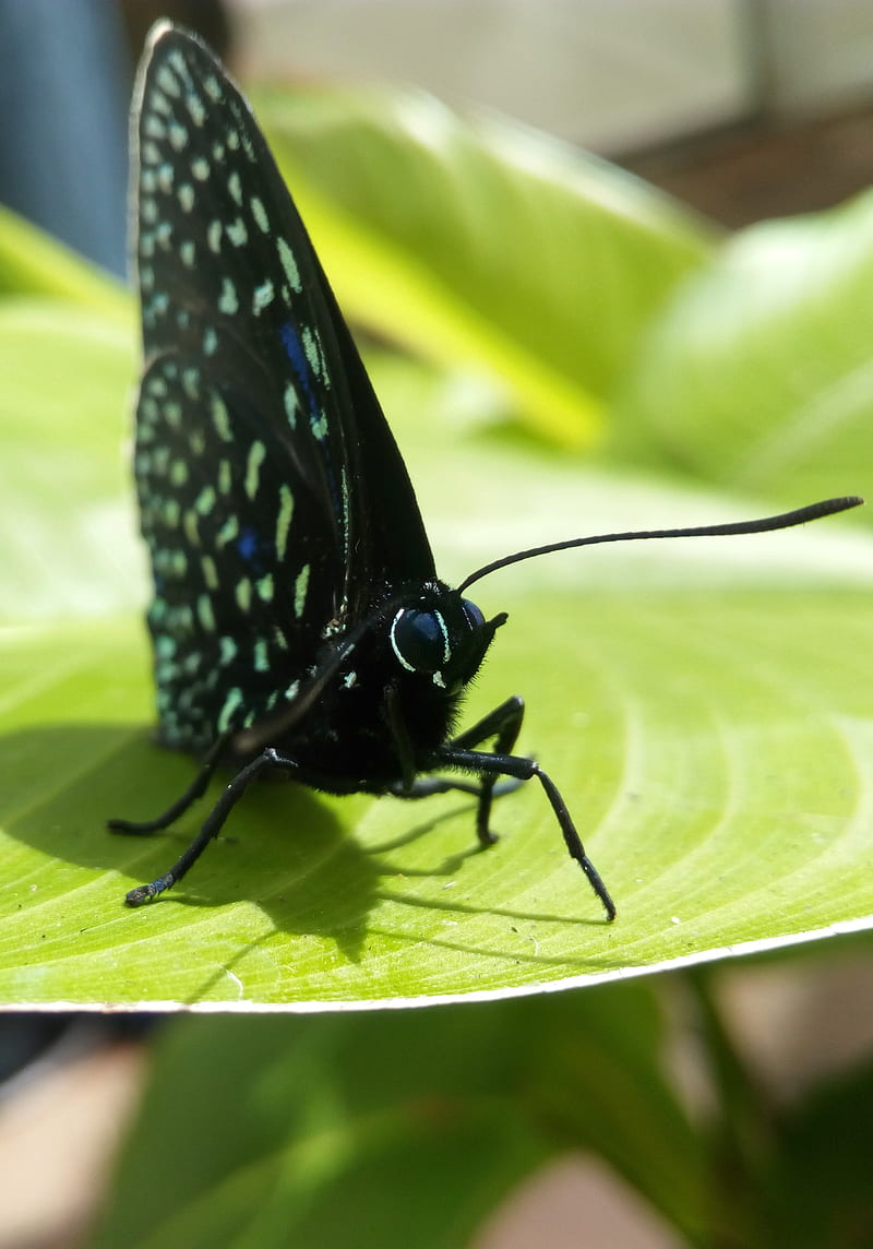 Black Butterfly, green, mariposa negra, mariposas, natural, HD phone wallpaper