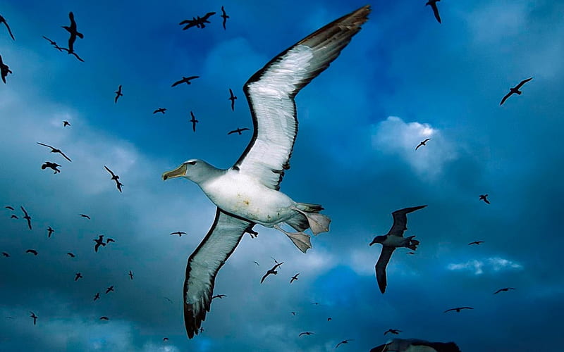 SEAGULL FLYING OVER, flying, birds, clouds, seagull, sky, blue, HD wallpaper