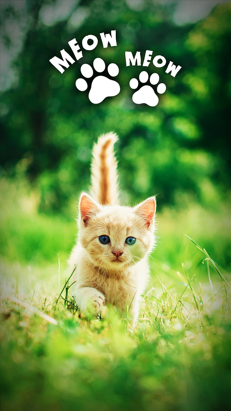 Cute Cat 10, animal, bonito, cat, happy, like, love, omg, pet, wow, HD phone wallpaper