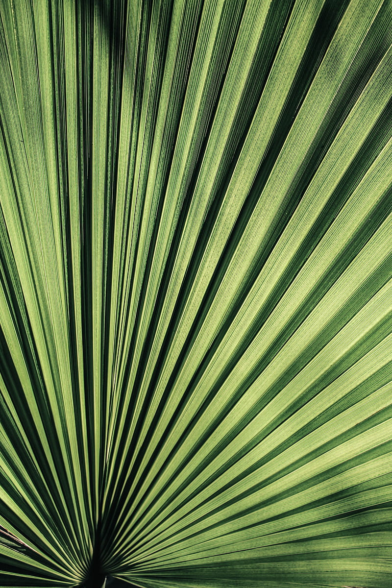 palm, leaf, stripes, plant, HD phone wallpaper