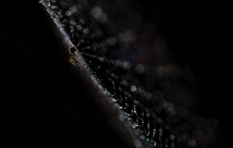 Spiders, Spider, Arachnid, Bokeh, Macro, Spider Web, HD wallpaper