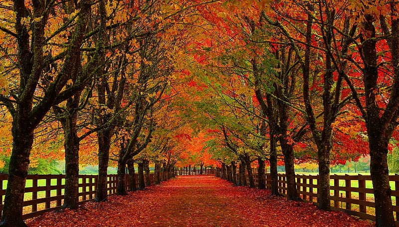 Colorful Autumn, Leaves, Park, Trees, Road, HD wallpaper | Peakpx