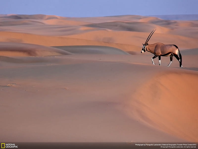 Oryx gazella-National Geographic, HD wallpaper