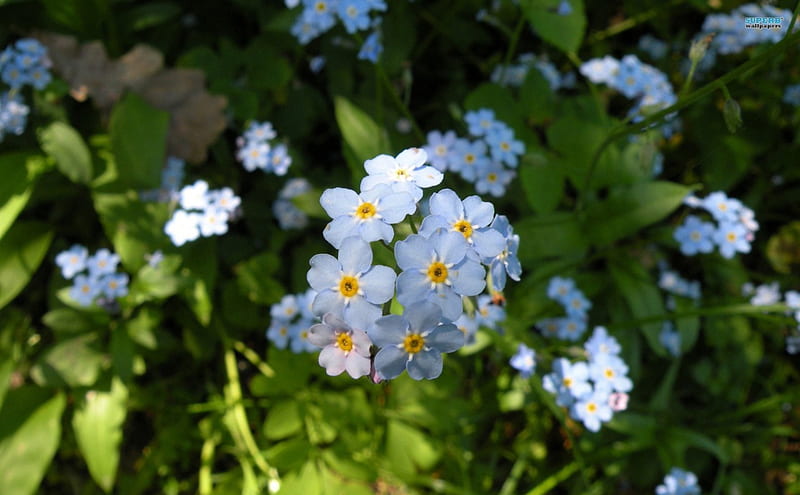 ~Remembrance~, flowers, spring, blue, forget-me-not, HD wallpaper