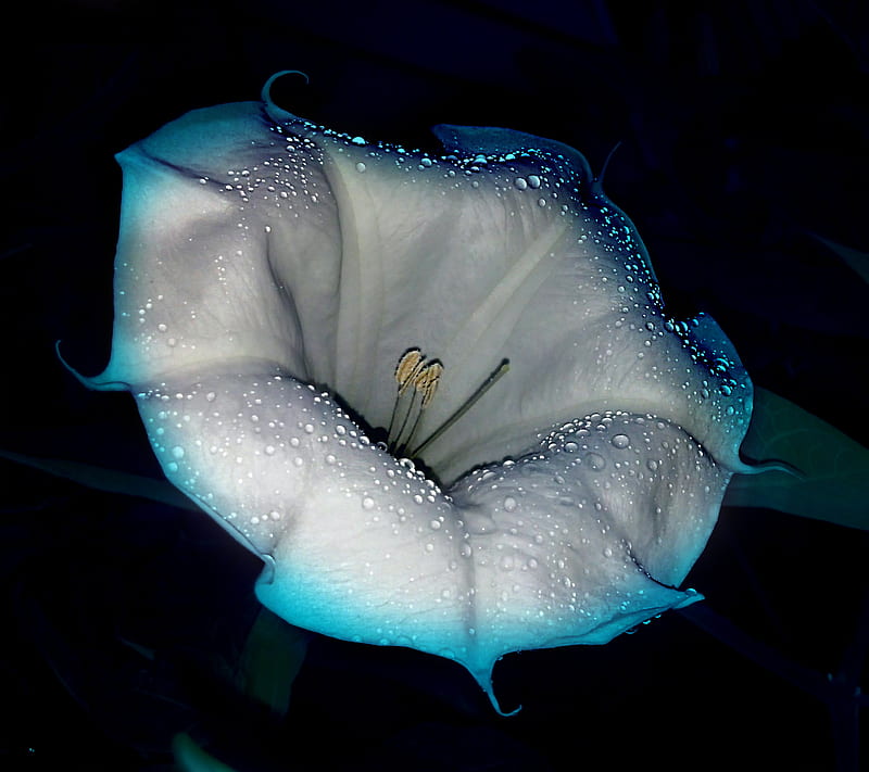 blue rain Flower, raindrops, HD wallpaper