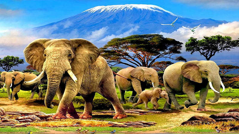 In the Shadow of Kilimanjaro, mountain, elephants, trees, savanah, HD wallpaper