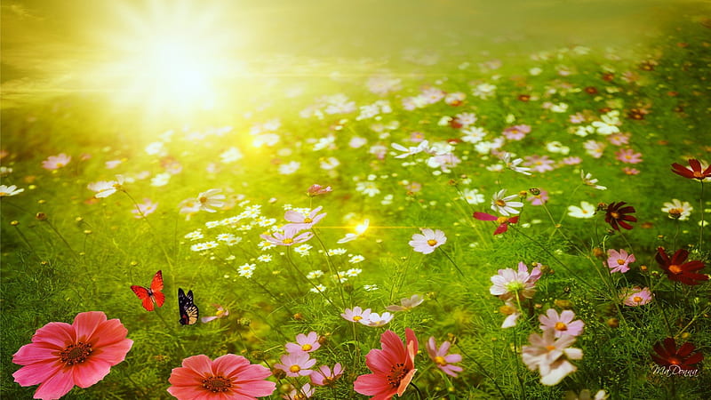 Field of Floral Dreams, flowers, sun, grass, poppies, bright, papillon, flowers, cosmos, morning, light, wild flowers, early, butterflies, spring, happy, sunrays, sunshine, field, HD wallpaper