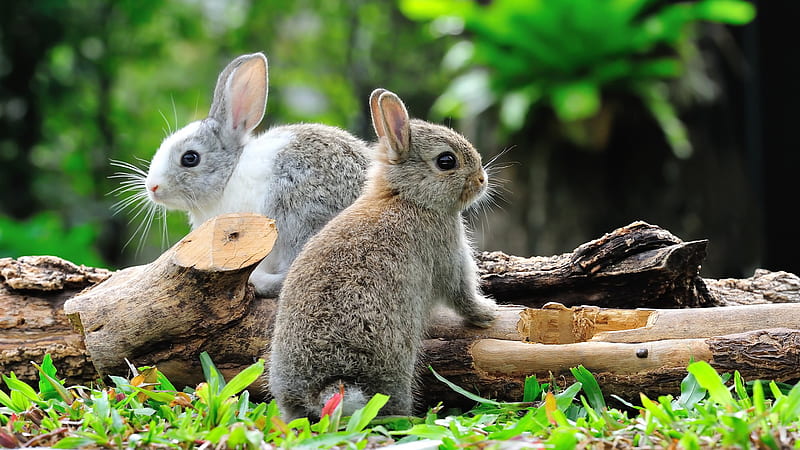 Two White Black Brown Rabbits On Wood Log In Blur Green Leaves Background Rabbit, HD wallpaper