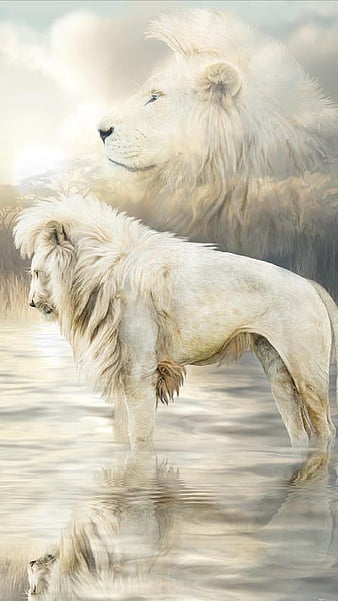 HD White Lion Wallpapers - PixelsTalk.Net
