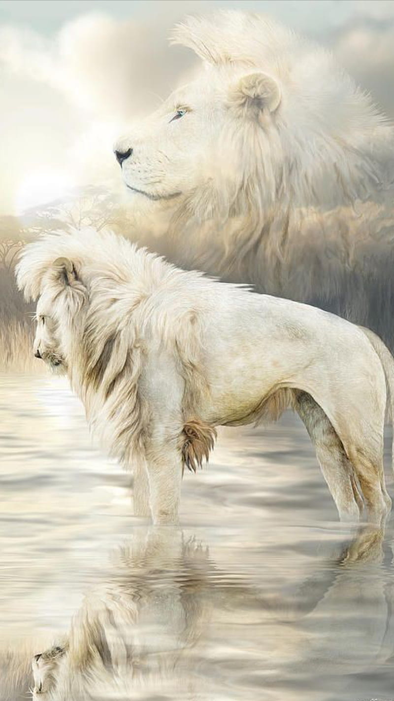 White lion, animal, fantasy, king, lion, white, wild, HD phone wallpaper |  Peakpx