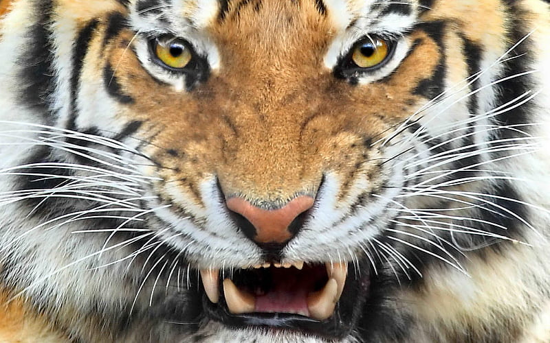 Dangerous_cat, tiger, cat, wild, HD wallpaper | Peakpx