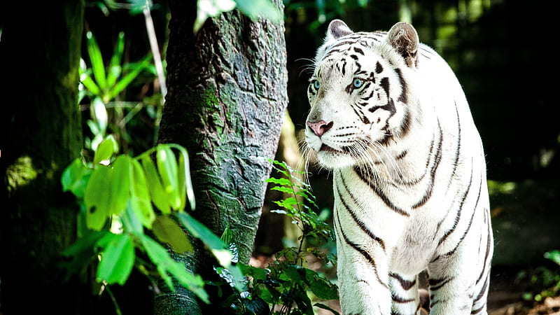 white tiger forest, blue eyes, predators, tigers, HD wallpaper