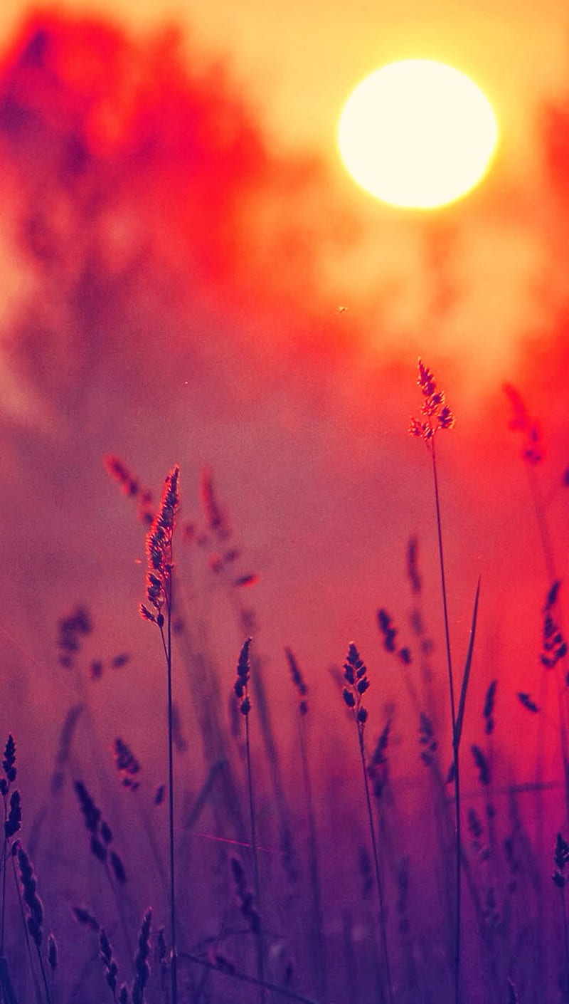 Sunset, landscape, sun, weeds, HD phone wallpaper
