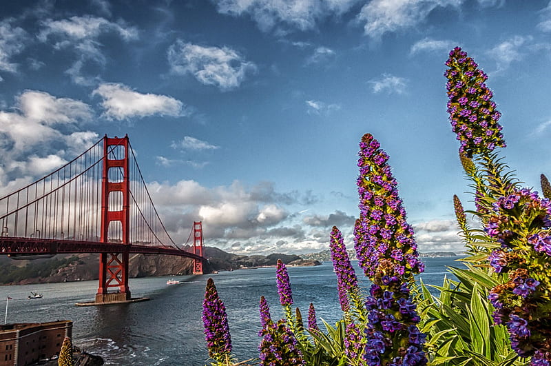 Golden Gate, USA, California, flowers, clouds, san francisco, HD wallpaper
