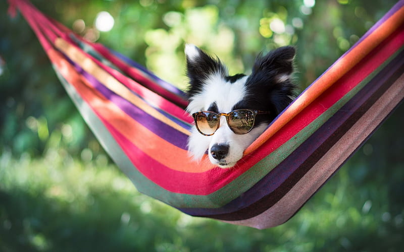 Border Collie, dog, summer, rest, sunglasses, cute animals, HD wallpaper