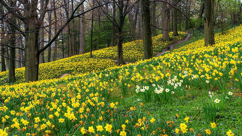 Daffodil Hill, Lakeview, Cleveland, blossoms, spring, ohio, usa, trees, HD wallpaper