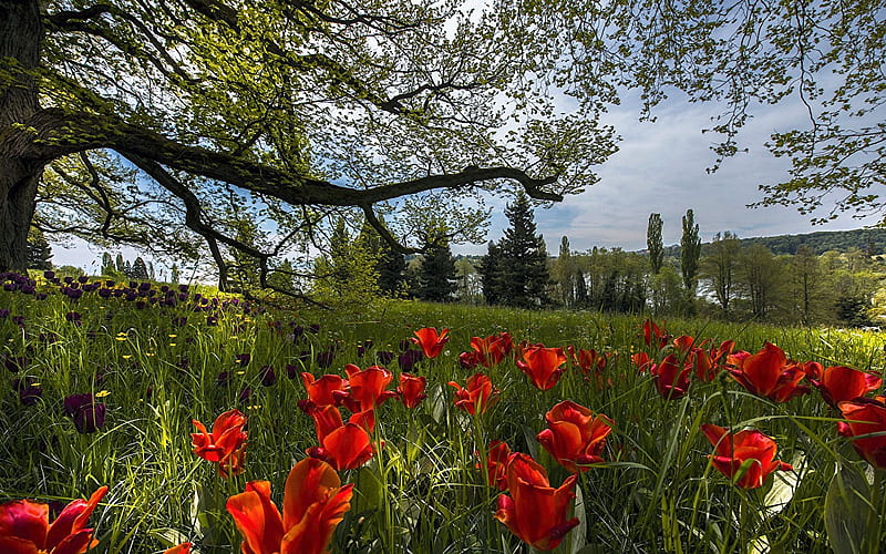 Mainau Island, Lake Bodensee, Germany, blossoms, tulips, spring, grass, trees, HD wallpaper