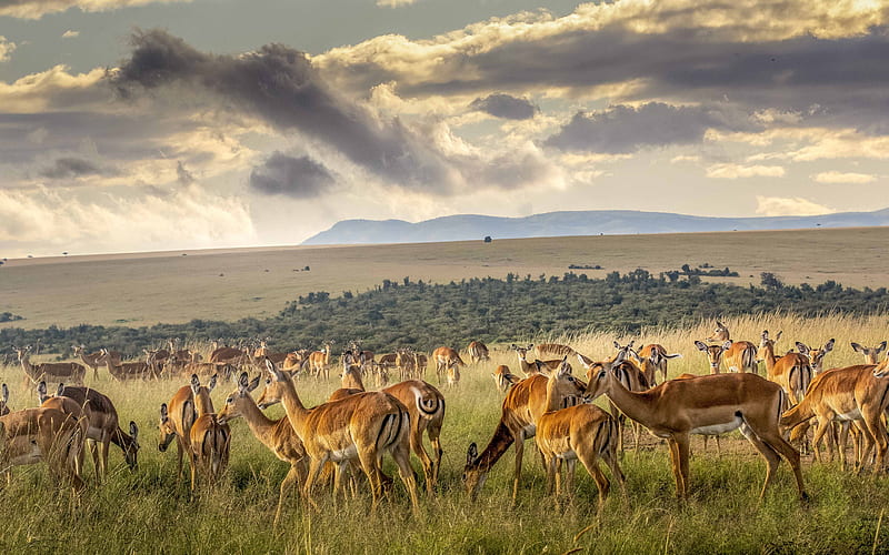 antelope, herd, pasture, herd of antelopes, sunset, evening, Africa, HD wallpaper