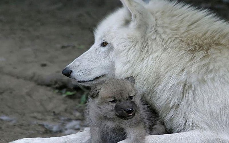 Madre e hijo, naturaleza, lobo, madre, animales, niño, lobos, Fondo de  pantalla HD | Peakpx
