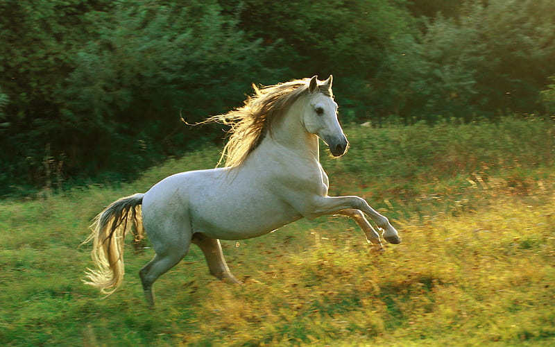 Horse runs in the forest, forest, grass, nature, horse, run, animal, HD wallpaper