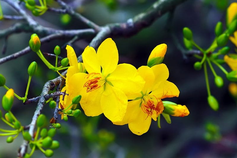 Yellow spring: Mùa xuân đã đến và màu vàng đang tràn ngập khắp nơi. Hãy thưởng thức những bức ảnh mang đậm chất mùa xuân, với những tán hoa vàng rực rỡ. Những hình ảnh này sẽ khiến bạn cảm thấy yêu đời hơn và thấy rộn ràng trong tâm hồn.