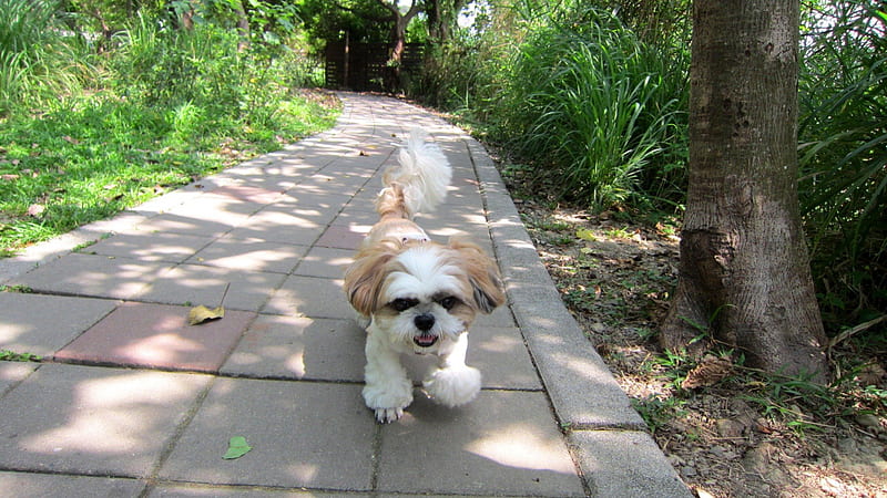 Take a walk, cute, wetland park, dog, HD wallpaper