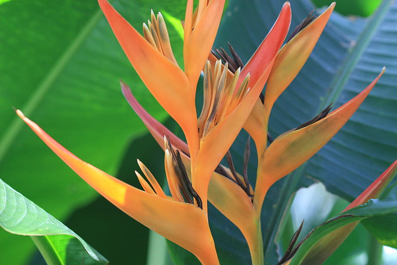 Aves del paraíso, agradable, pájaro, paraíso, flor, flores, colores,  belleza, Fondo de pantalla HD | Peakpx