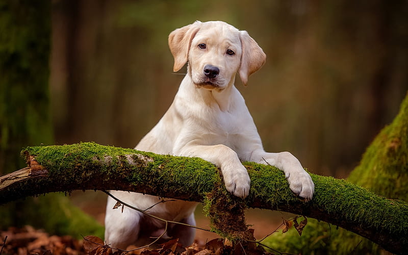 Labrador Retriever, white, labrador, dog, retriever, moss, branch, HD  wallpaper | Peakpx