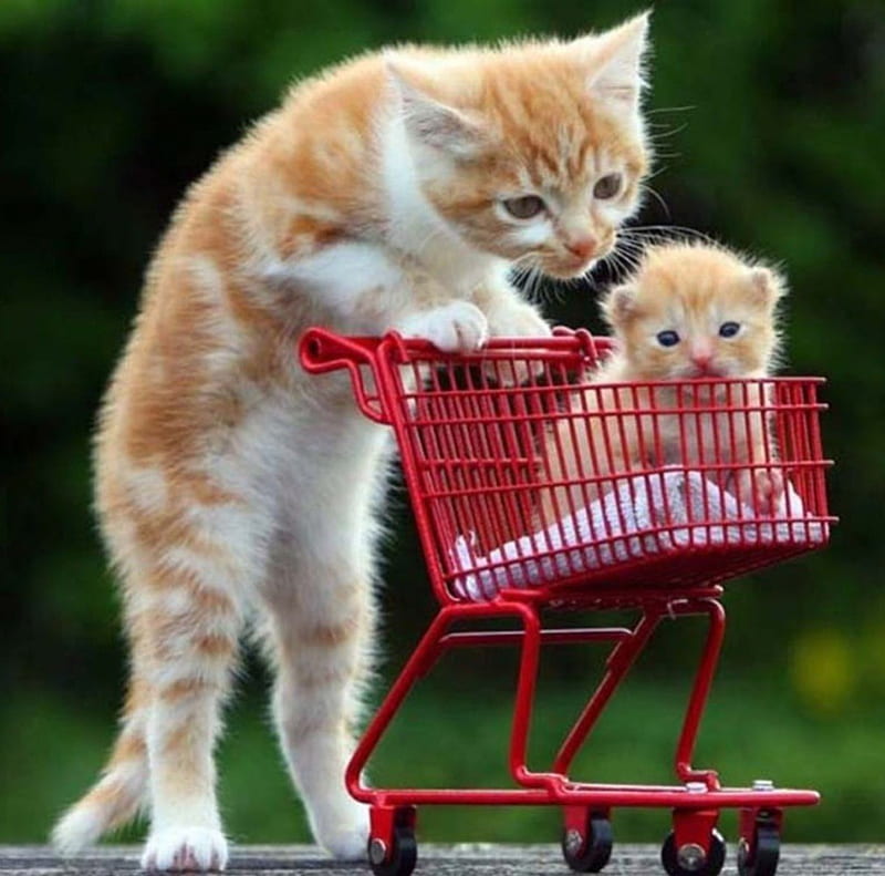 Caring Cat, red, caring, trolley, adorable, cat, kitten, pushing, HD wallpaper