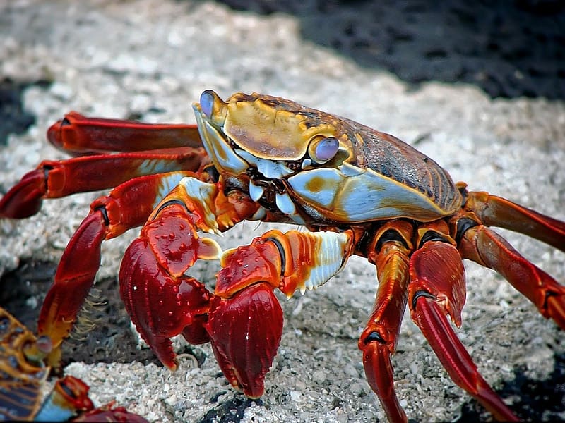 Crab, Animals, Crustaces, Carcinology, Zooology, HD wallpaper