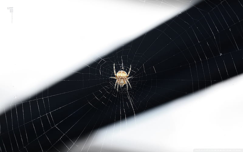 Spider-small animal, HD wallpaper