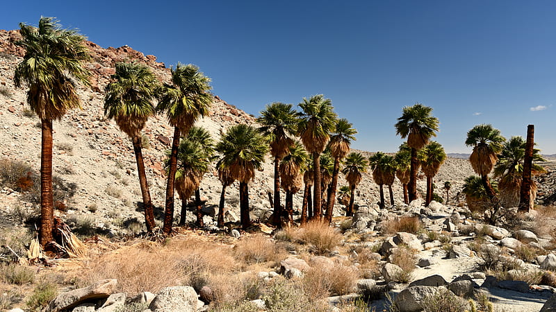palm trees, desert, stones, nature, HD wallpaper
