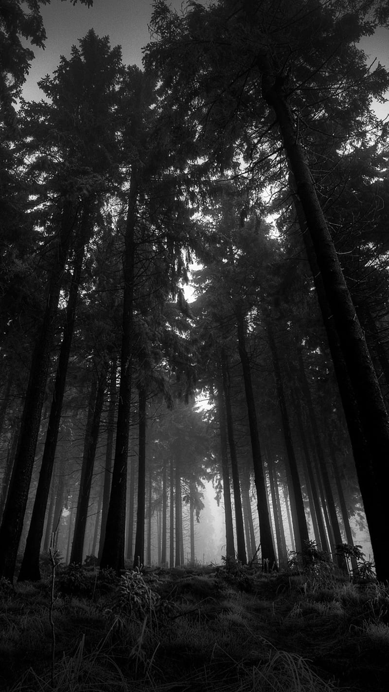 Dark Forest, sad, black, fog, tree, wood, nature, sadness, white, HD phone wallpaper