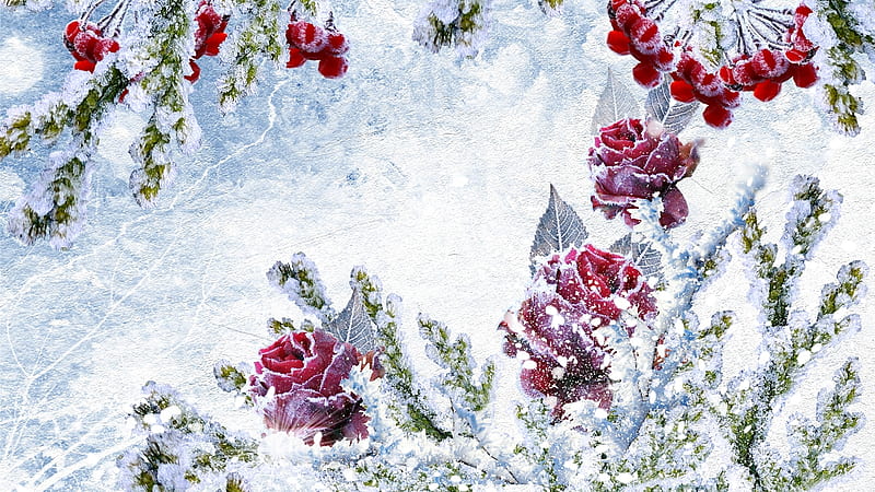 Frosted Roses, Christmas, holiday, roses, winter, snow, berries, ice, flowers, Firefox Persona theme, HD wallpaper