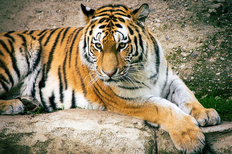 tiger, lying down, big cats, predator, looking away, Animal, HD wallpaper