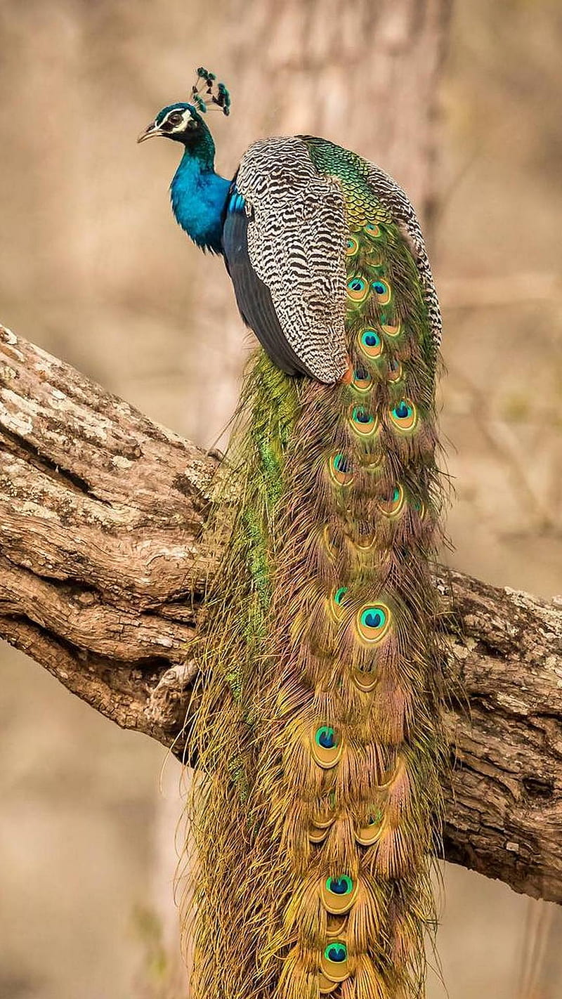 Peacock, peacocks, zoo, birds, wild, bonito, nice, HD phone wallpaper