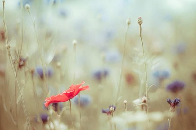 Soft Light Wild Meadow, Field, Spring, Dreamy, Soft, Meadow, Wildflowers, HD wallpaper