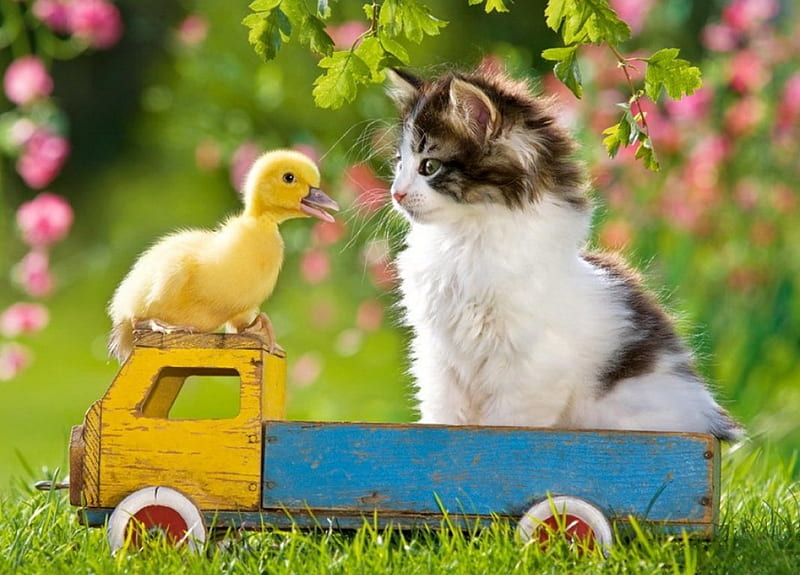 Two passengers, grass, fluffy, bonito, adorable, sweet, two, passengers, flowers, duckling, friends, playing, lovely, kitty, greenery, fun, spring, joy, cat, cute, blossoms, garden, funny, flowering, kitten, blooming, HD wallpaper