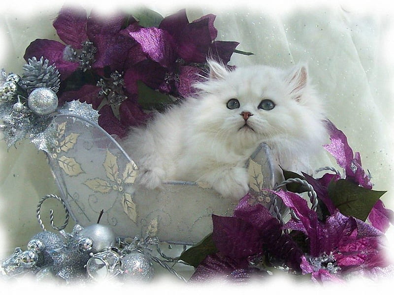 Lovely Persian Cat, persian, lovely, purple flowers, cat, silver balls, HD wallpaper