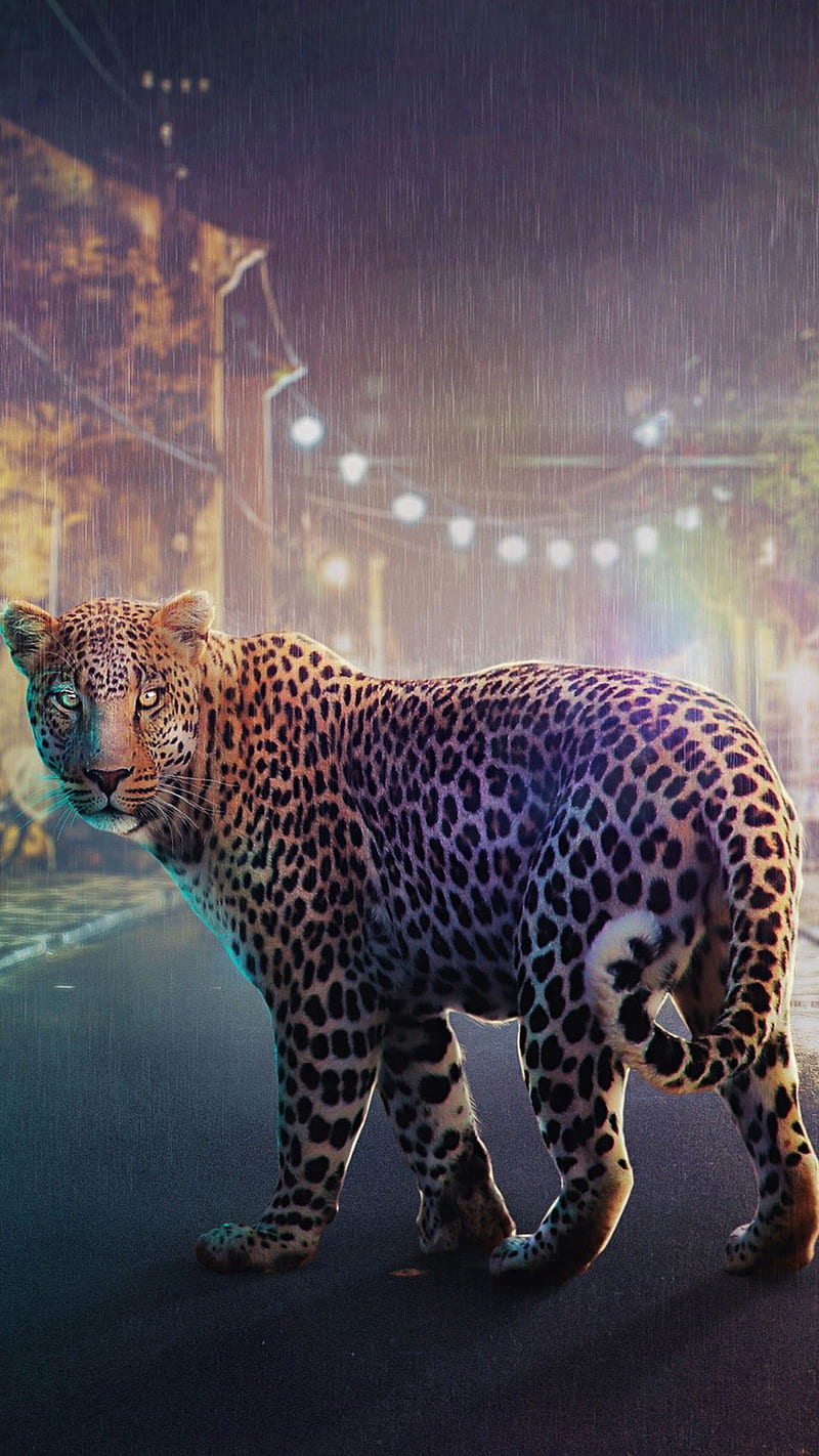 leopard, animal, rain, road, wild, HD phone wallpaper