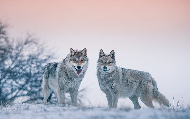 wolves, wildlife, predators, winter, snow, forest animals, HD wallpaper